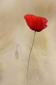 931 - coquelicot - HELLIER Emmanuel - france